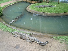123 Cairns Tropical Zoo